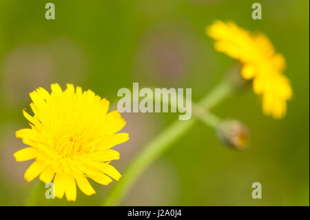 Flowers and flower bud of cat's ear Stock Photo
