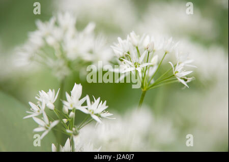 Close up of flowering wild garlic Stock Photo