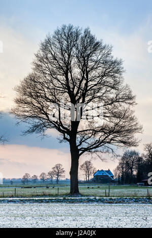 Lonely oak in winter agricultural landscape in Diepenveen. Stock Photo