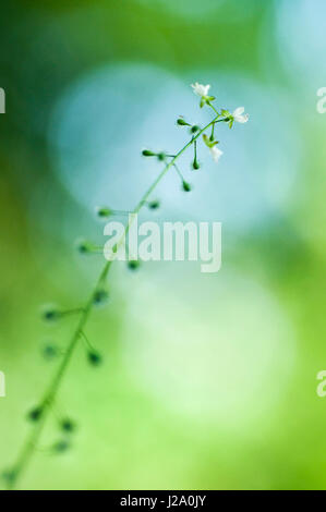 Macro picture of flowering Enchanter's-nightshade Stock Photo