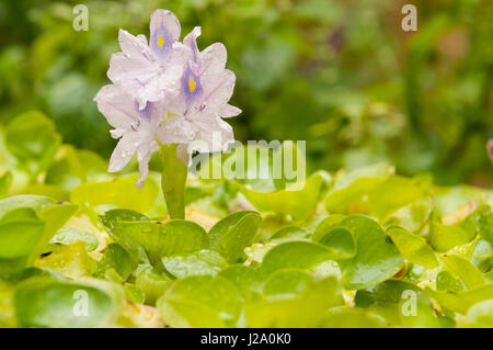 Flowering Common water hyacinth Stock Photo