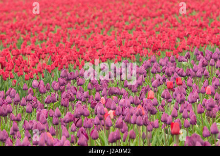 Field of red and purple tulips Stock Photo