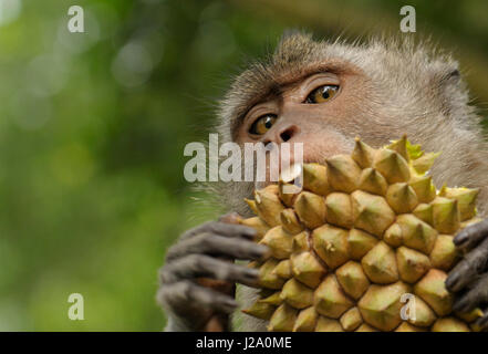 An balinese macaque or crab-eating macaque or long-tailed macaque with durian Stock Photo