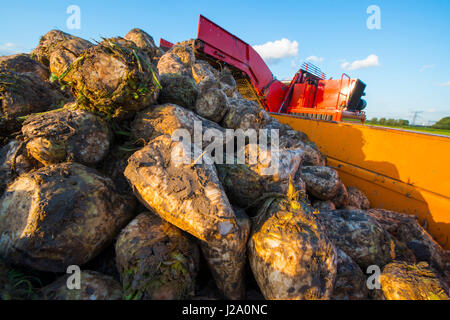 sugarbeet harvest for the production of sugar Stock Photo