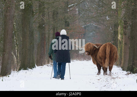 Two hikers meet a Highland cow on their path Stock Photo