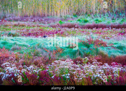 saltmarsh in the Oosterschelde national park in october with sea aster and red glasswort at sunrise Stock Photo