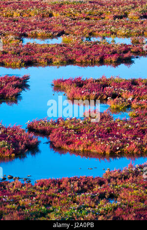 saltmarsh in the Oosterschelde national park in october with sea aster and red glasswort at sunrise Stock Photo