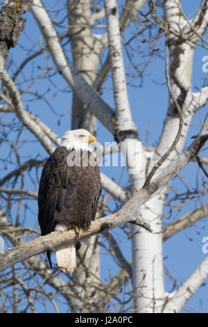 A Bald Eagle (Haliaeetus leucocephalus) sitting in a tree. Stock Photo