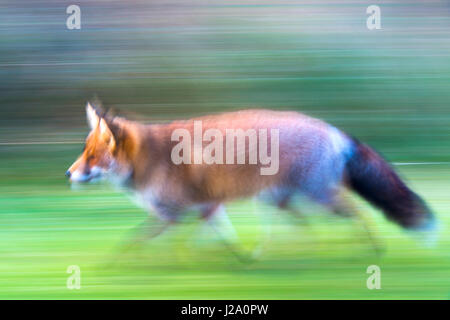 fox in motion Stock Photo