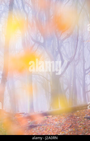 old beech forest during autumn Stock Photo