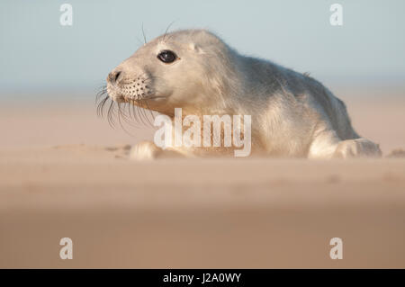 Grey seal pup laying on the beach Stock Photo