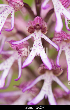 hybrid of monkey orchid and lady orchid Stock Photo