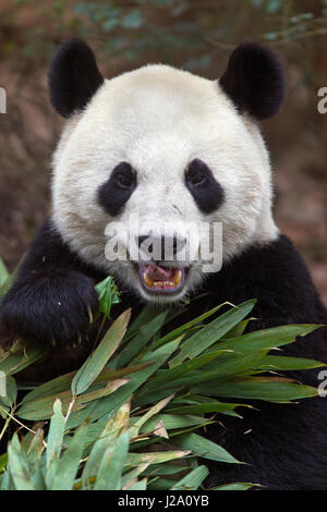 portrait of a giant panda feeding on bamboo Stock Photo