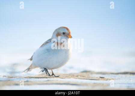 Snow Bunting Stock Photo