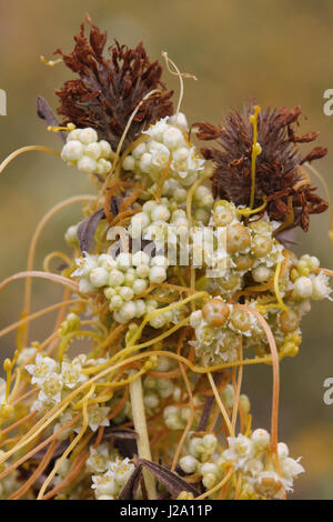 Close-up of the little flowers of the greater dodder. Stock Photo