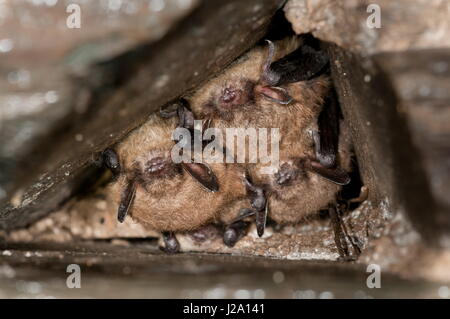 1 daubenton (above) and two Brandt's bats. Myotis brandtii is a species of vesper bat in the family Vespertilionidae. It is found throughout most of Europe and parts of Asia. It is known for its extreme longevity quotient, approximately twice that of humans. Stock Photo