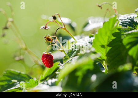 Fragaria vesca, commonly called wild strawberry, woodland strawberry, Alpine strawberry, European strawberry, or fraises des bois, is a plant that grows naturally throughout the Northern Hemisphere, and that produces edible fruits. Stock Photo