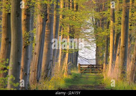 View through tree trunks with fresh green leaves and yellow flowers next to path in beech avenue to Landgoed Marquette during spring Stock Photo