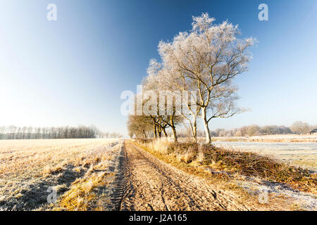 Trees with frost at a sand path in Lieveren. Stock Photo