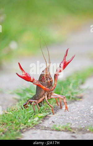 photo of a red swamp crayfish (procambarus clarkii) walking on land looking for new water Stock Photo