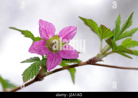 Salmonberry (Rubus spectabilis), close-up of the flower with pistil, stamens in shaded spot in park Stock Photo