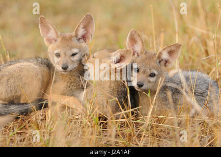 Young black-backed jackal laying together in the savanna grass Stock Photo