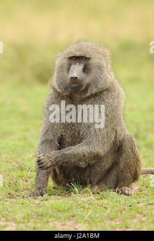 Adult male olive baboon sitting in the savanna grass Stock Photo