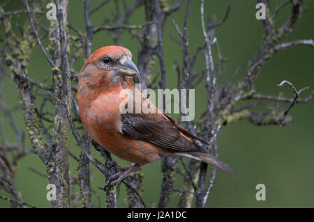 Red Crossbill (Loxia curvirostra) male Stock Photo