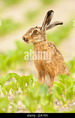 Brown Hare  adult licking it's nose in crop field  Powys, Wales, UK Stock Photo