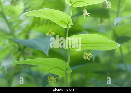 Clasping-leaved Twisted-stalk Stock Photo