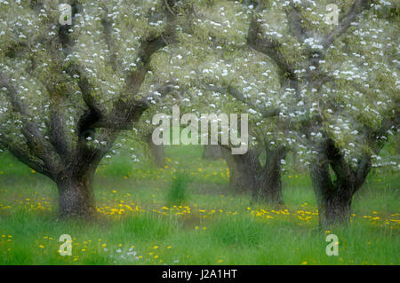 Soft-focus image of an old Pear orchard in blossom Stock Photo