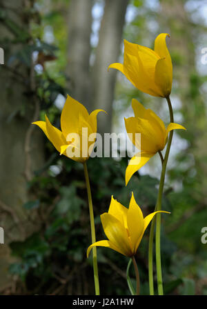 Wild Tulips flowering in the forest Stock Photo