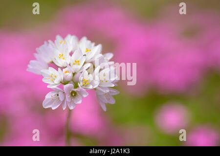 Flowering Rosy Garlic Stock Photo