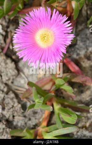 Flowering Carpobrotus acinaciformis, a pink flowering Hottentot fig Stock Photo
