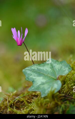 Spring sowbread Cyclamen repandum Corsica France Stock Photo - Alamy