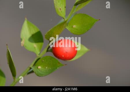 Butcher's Broom, a green shrub often found in the marquis Stock Photo