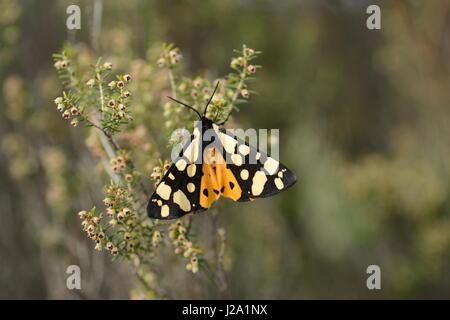 Cream-spot Tiger perched on Green Heather