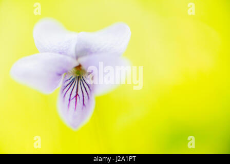 Marsh violet (Viola palustris) Stock Photo