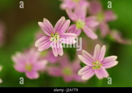 Close up of flowers of Pink Purslane Stock Photo
