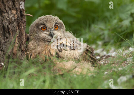 Juvenile Eurasian eagle owl on nest Stock Photo