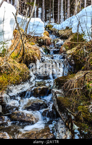 A trickling water stream that runs through the woods Stock Photo