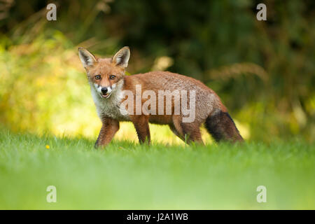 Red Fox - adult - in garden looking at the camera. Spring,  Powys, Wales, UK Stock Photo