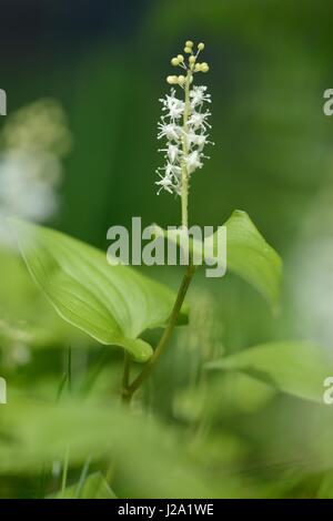 Flowering May Lily Stock Photo