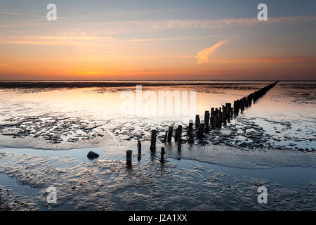 The breakwaters who were used in the early days to break the tide are standing in the mud-flats in de Waddensea in the evening light. Stock Photo