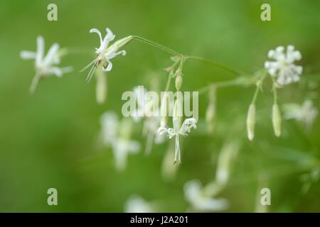 Flowering Nottingham Catchfly Stock Photo