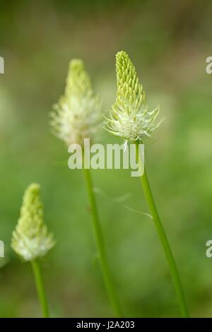 Flowering Spiked Rampion Stock Photo