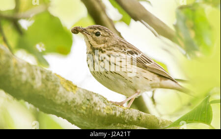 A tree pipit with a spider to feed its young Stock Photo