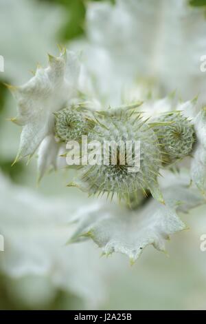 Detail of the bud of Cotton thistle, with it's characteristic cotton like hairs Stock Photo