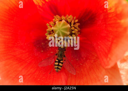 Hoverfly on Corn Poppy Stock Photo