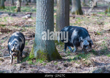 pigs in an oak woodland Stock Photo
